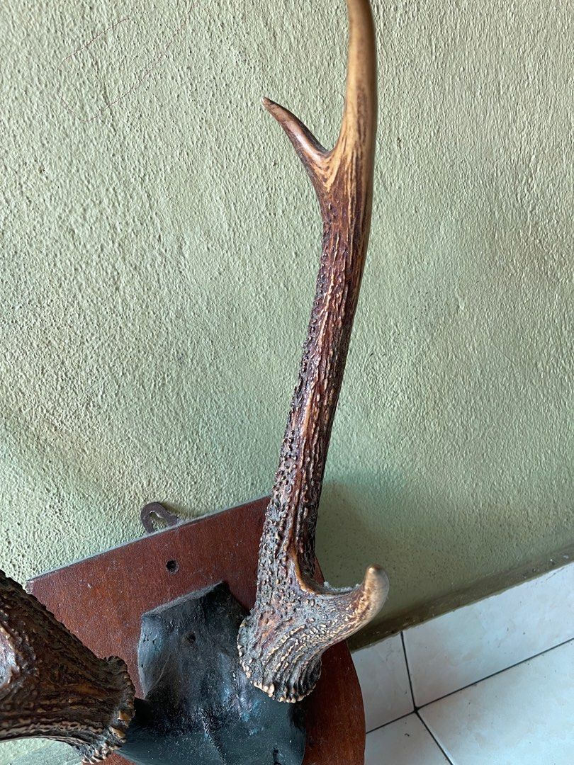 Tanduk Rusa Original, Furniture & Home Living, Home Decor, Wall Decor ...