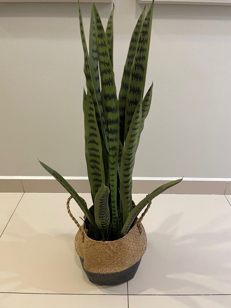 Artificial snake plant in a pot with woven basket, Furniture & Home