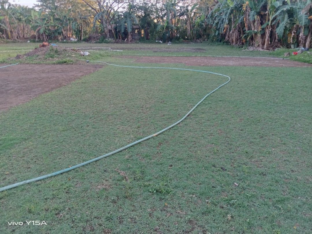 Carabao grass, Frog grass, Blue grass, Furniture & Home Living ...