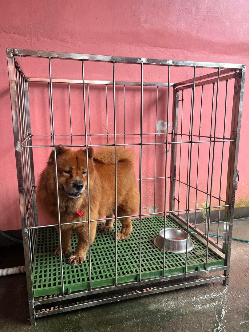 Dog Cage Stainlessp, Pet Supplies, Homes & Other Pet Accessories on