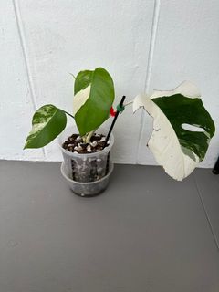 (Category: ) located in . Submitted by PlantGarden2021 (Listing ID 1213593556, Image 1). Description: .