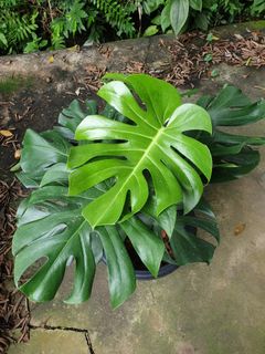 (Category: ) located in . Submitted by 888thai (Listing ID 1213633165, Image 1). Description: .