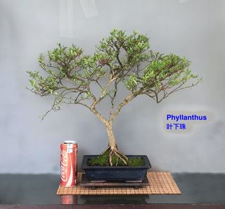 (Category: ) located in . Submitted by penjing (Listing ID 1213643866, Image 1). Description: .