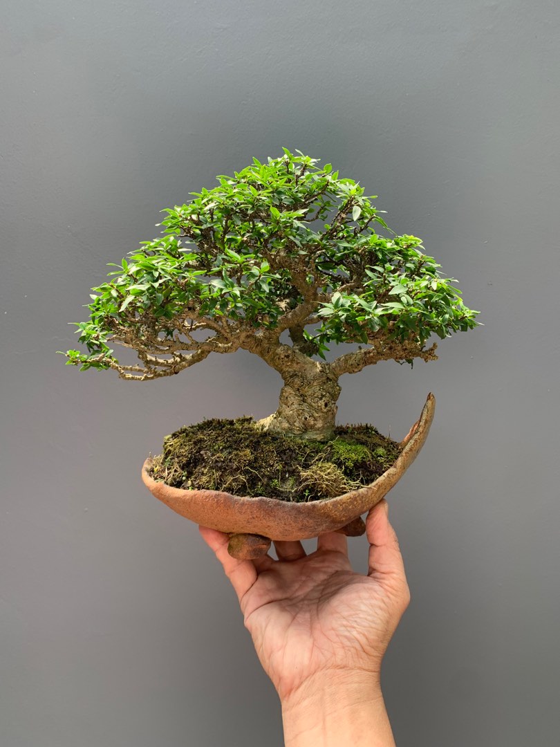 Small leaves Shui Mei Bonsai, Furniture & Home Living, Gardening