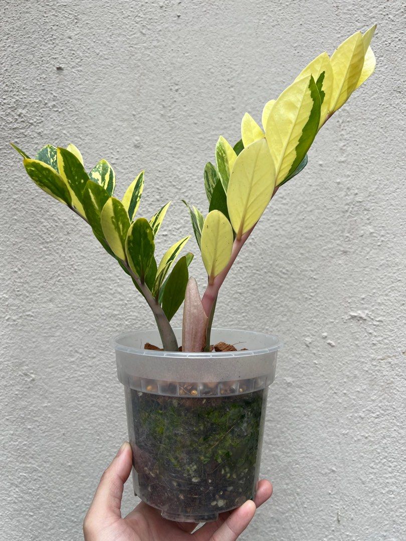 monstera künstliche pflanze Künstliche Monstera Deliciosa – Realistische Dekopflanze, 65 bis 180 cm main image 1