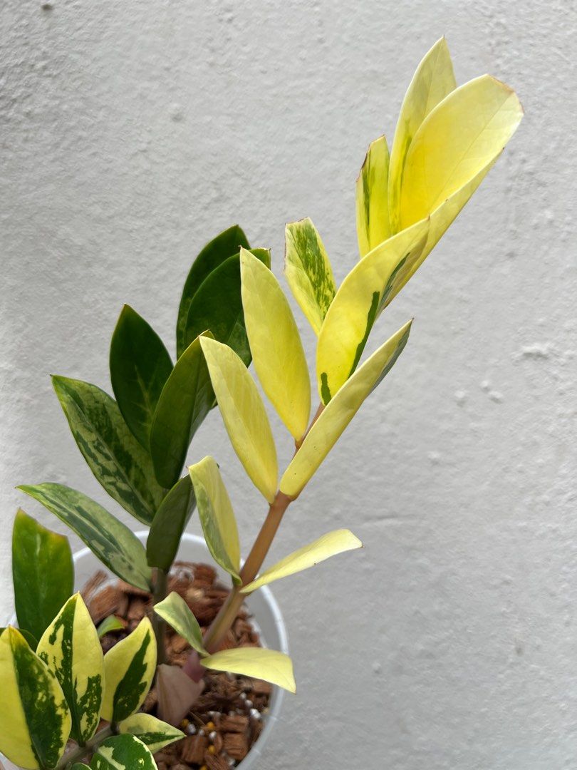 Semi Cactus Blossfeldia Liliputana Semi Di Blossfeldia Liliputana - Foto 3