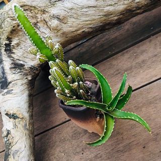 2 in 1 🌵mini cactus plant 🌵 迷你仙人掌 連 陶瓷花盆Christmas gift聖誕禮物 miniature bonsai with ceramic flower pot houseplant