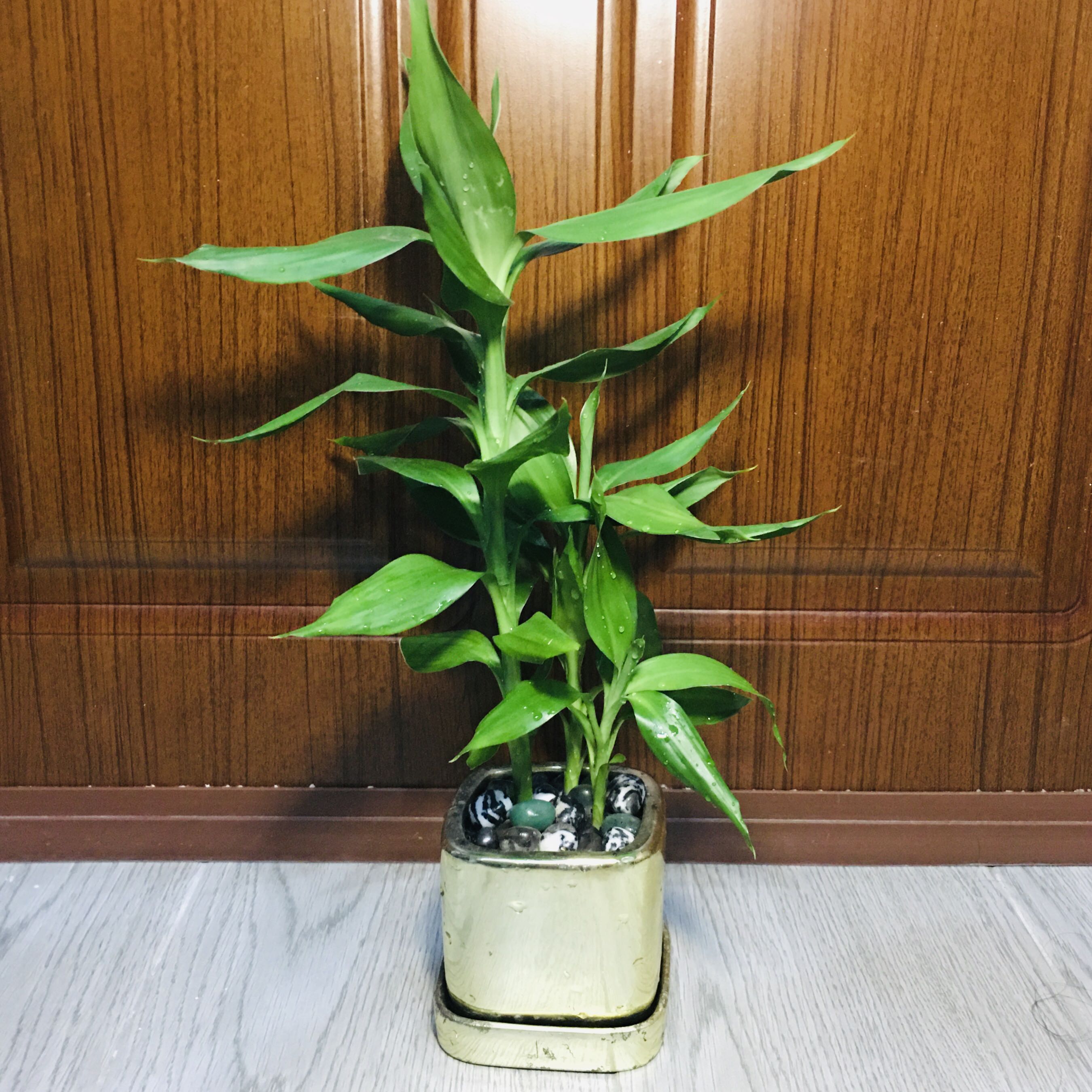 Dracaena sanderiana 幸運竹開運竹富貴竹土種連花盆風水植物Lucky 