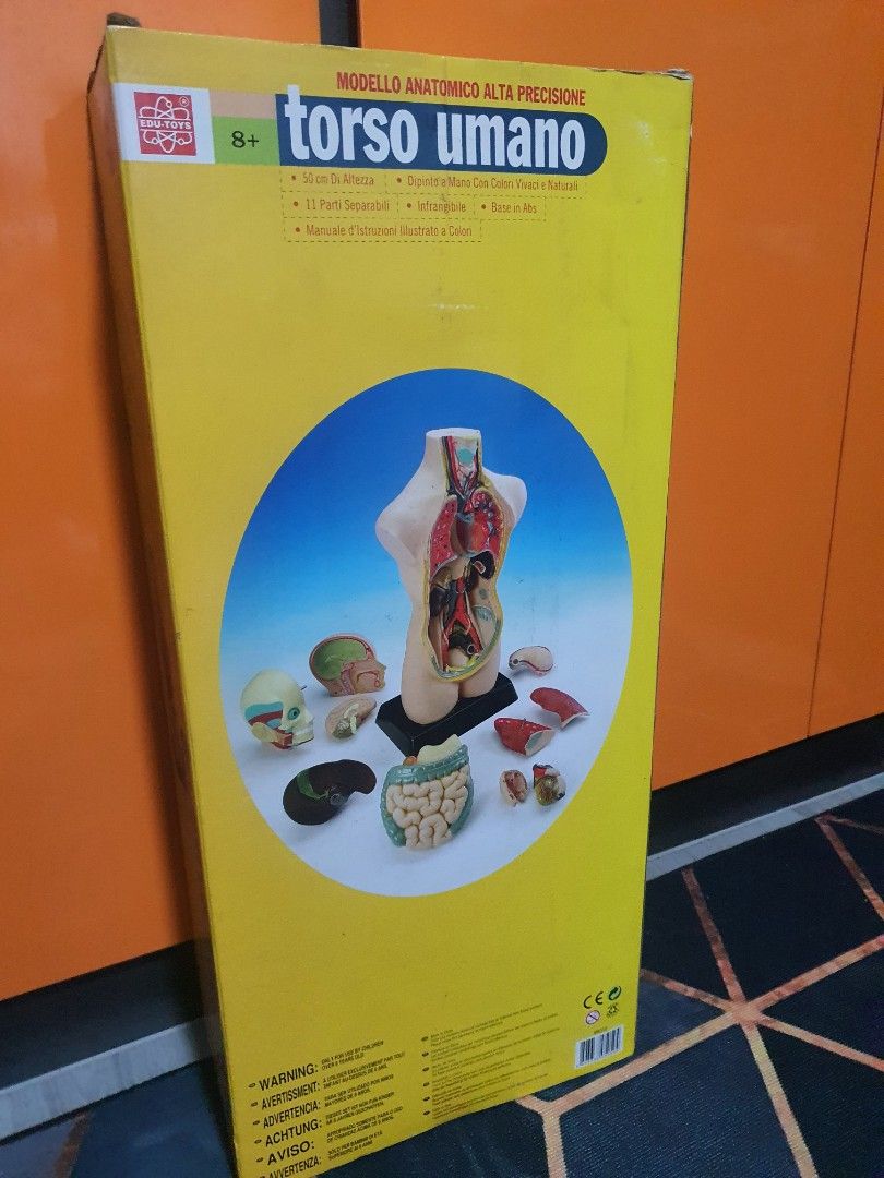 EDUTOYS Human Torso Anatomically Accurate Model Kit 50cm, Hobbies