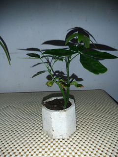 Miniature Money Tree Bonsai from Seeds