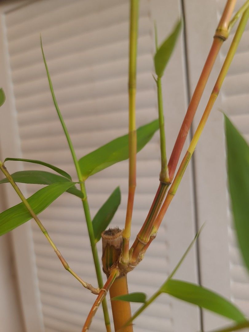 Rare golden yellow bamboo plant green stripes stem and some Variegated