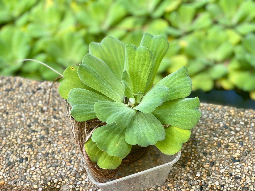Water Cabbage (Kiambang Air), Furniture & Home Living, Gardening