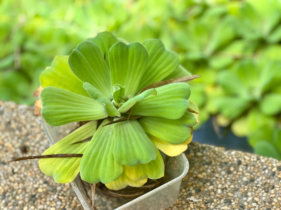 Water Cabbage (Kiambang Air), Furniture & Home Living, Gardening