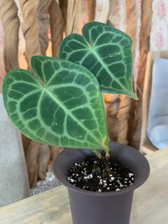 (Category: ) located in . Submitted by plants_and_stuff (Listing ID 1214042451, Image 1). Description: .