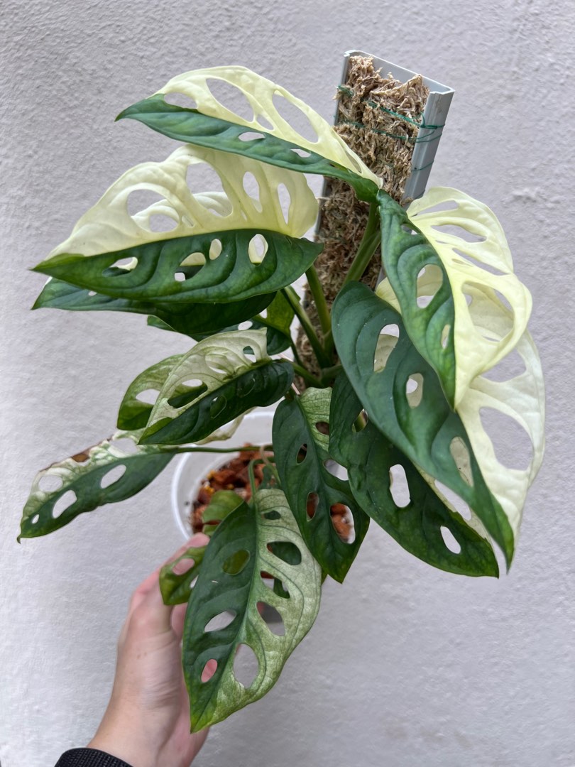 philodendron rhaphidophora Rhaphidophora decursiva, 