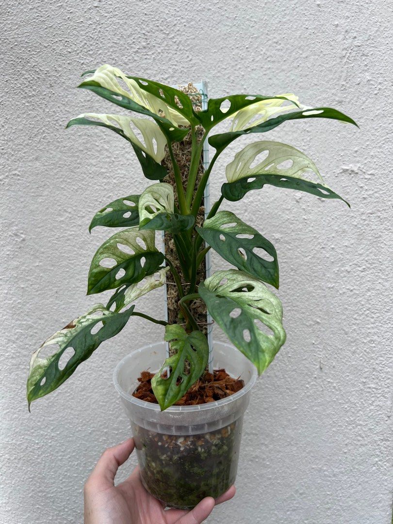 monstera sonnenlicht Maranta 'Light Veins'