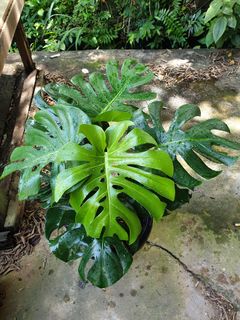 (Category: ) located in . Submitted by 888thai (Listing ID 1214022382, Image 1). Description: .