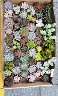 Succulents