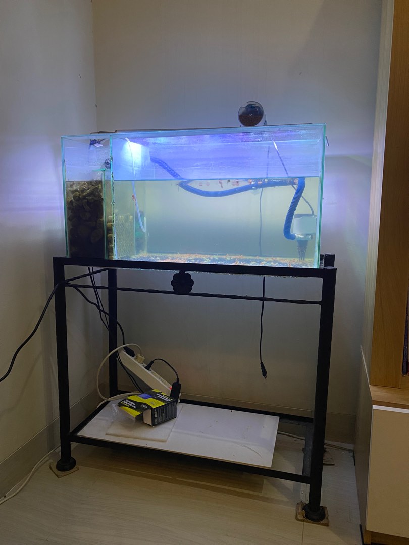 Aquarium - Akuarium ikan hias fullset, Perlengkapan Hewan, Aksesoris Hewan di Carousell