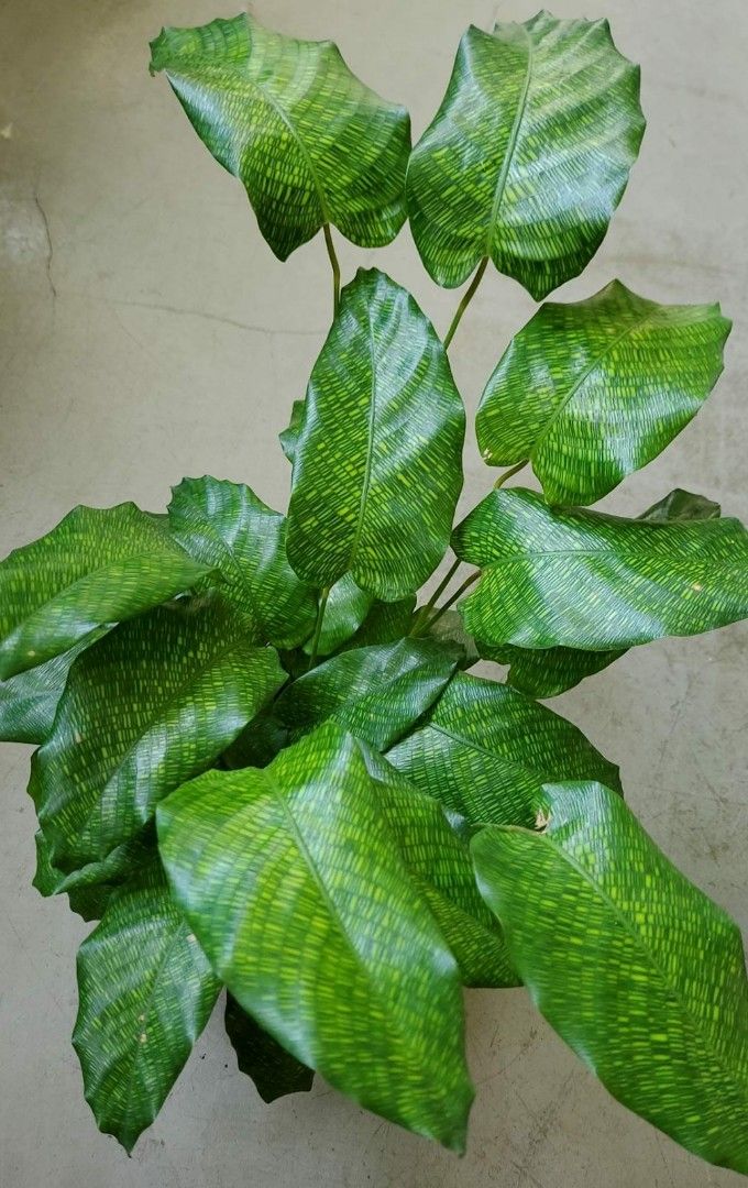 Calathea Musaica Variegated Bushy Healthy Happy Plant, Furniture & Home  Living, Gardening, Plants & Seeds on Carousell