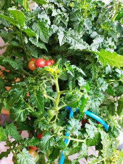 Cherry tomatoes