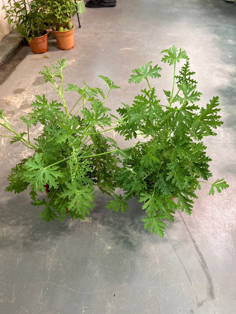 Citronella/Mosquito Repellent Plant 10 each, Furniture & Home Living, Gardening, Plants & Seeds