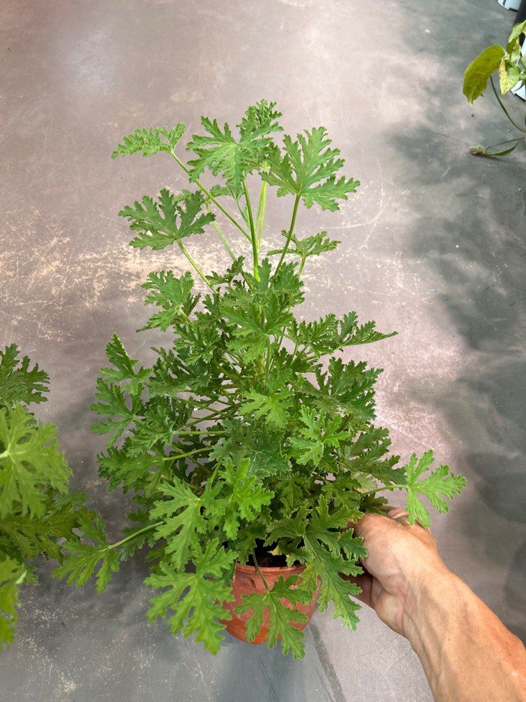 Citronella deals plant lowes