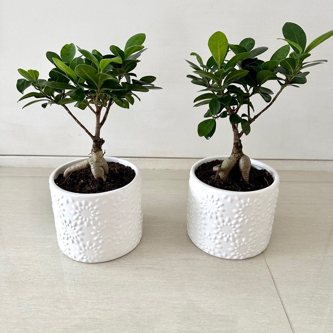 FICUS MICROCARPA GIN 小叶榕, Furniture & Home Living, Gardening, Plants &  Seeds on Carousell