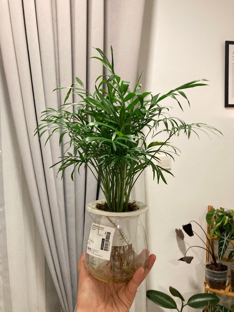 IKEA Bamboo Palm Hydroponic Plant, Furniture & Home Living, Gardening, Plants & Seeds on Carousell