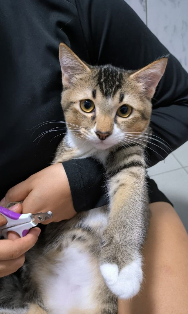 Mobile cat nail trimming clearance
