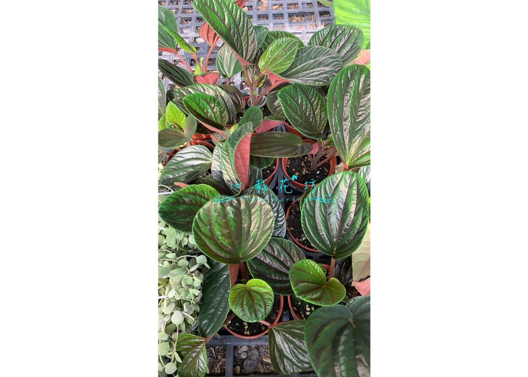 心栽花坊-紅玉椒草/Peperomia rugosa/3吋盆/觀葉植物/室內植物/售價150特價120, 家具及居家用品, 園藝, 盆栽在旋轉拍賣