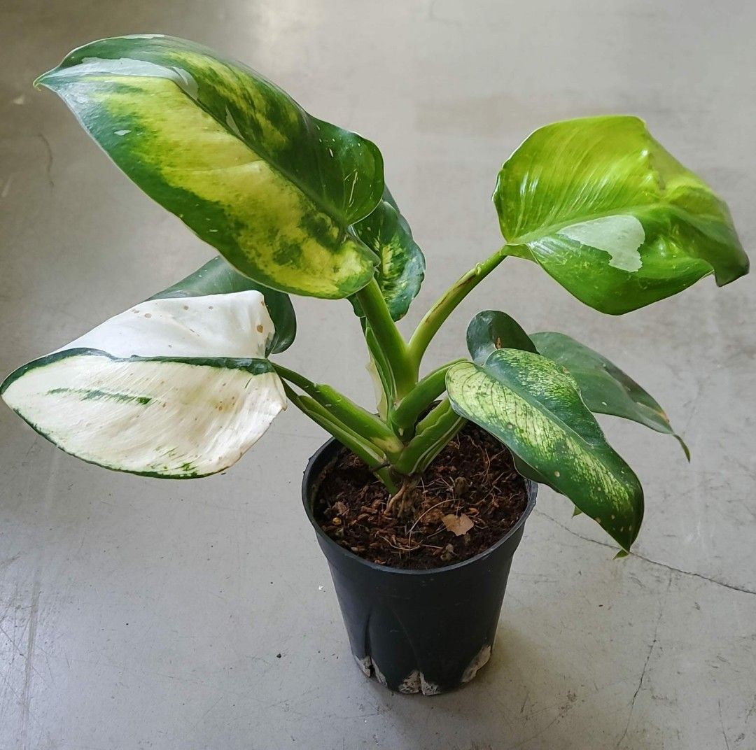 japanese cucumber plant Cucumber 'Japanese Long' — Green Acres Nursery & Supply main image 0