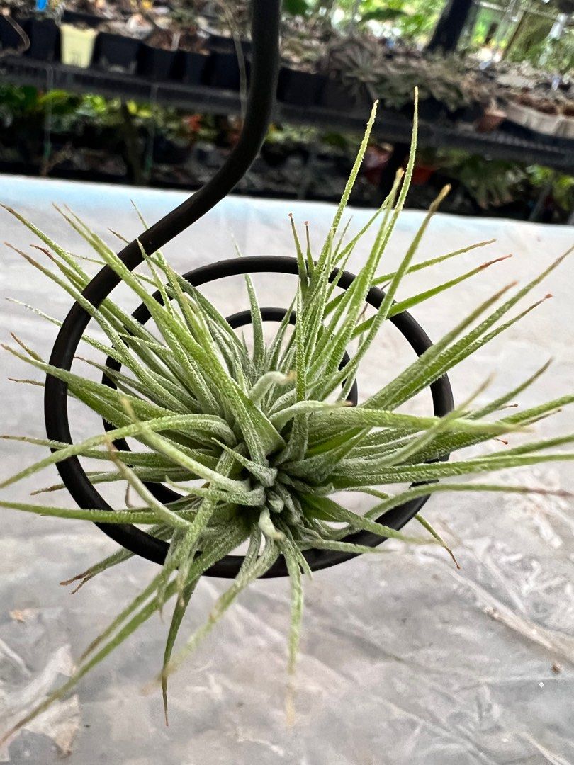 Tillandsia ionantha 'Monstrose' 【公式通販】