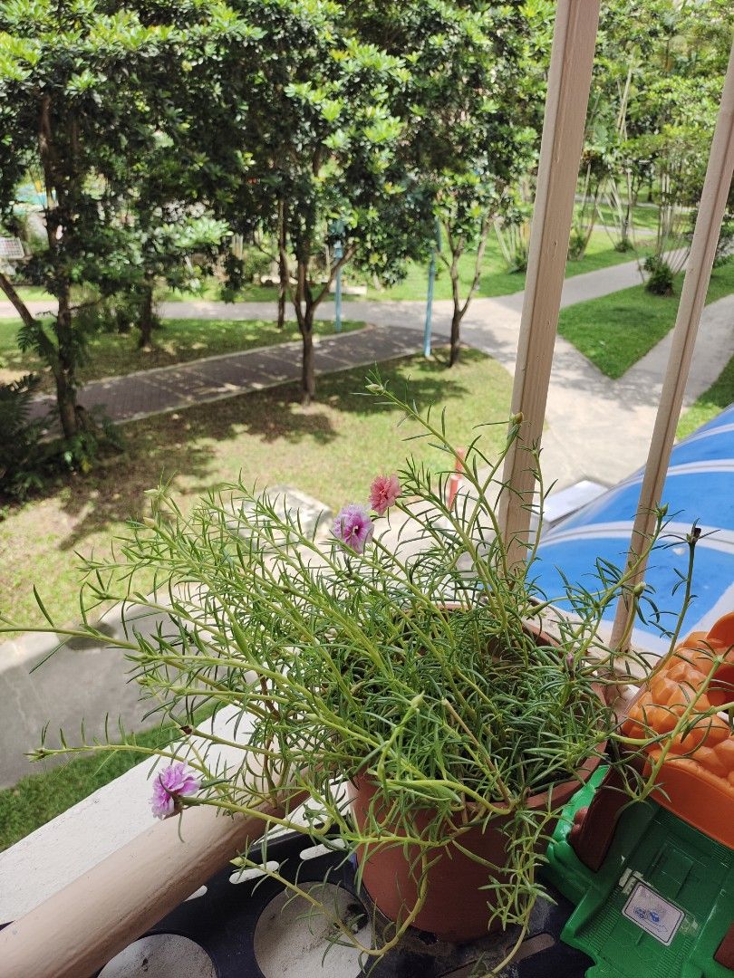 1 pot multi colours 12, Everything Else on Carousell