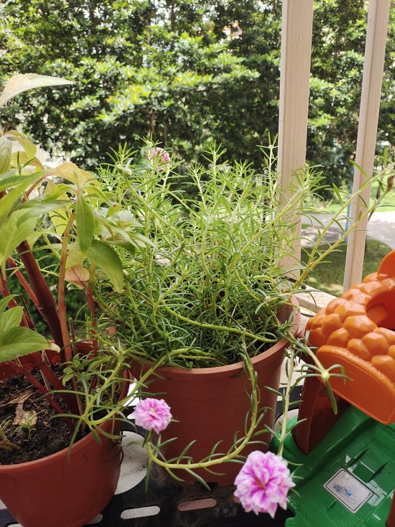 1 pot multi colours 12, Everything Else on Carousell