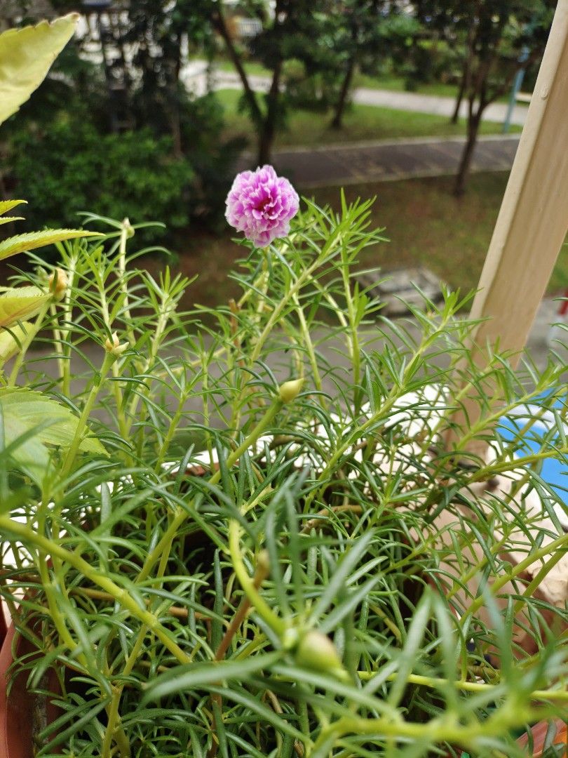 1 pot multi colours 12, Everything Else on Carousell