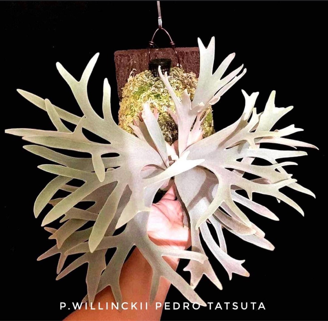 鹿角蕨“P.Pedro Tatsuta” 佩德羅From Lisawa Comolebi , 傢俬