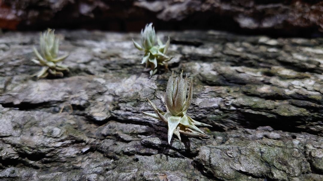 空氣草Tillandsia reclinata 巴西銀鑽, 傢俬＆家居, 園藝, 植物及種子