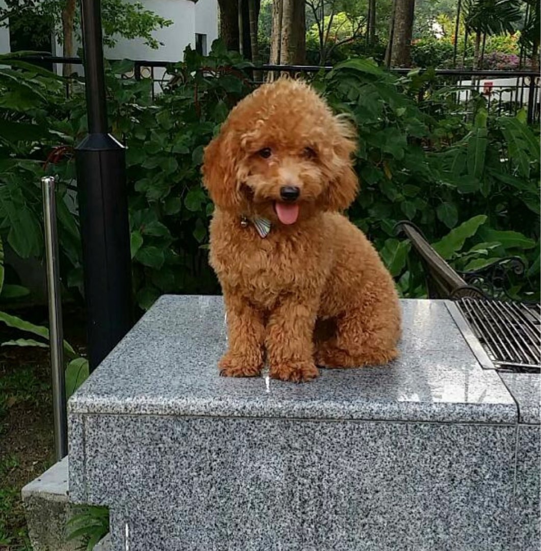 (CENTRAL) Dog daycare and boarding/ sitting , Pet Supplies, Homes