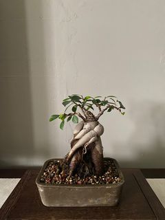 Ficus Bonsai