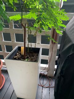 Large plastic white square pot with healthy plant