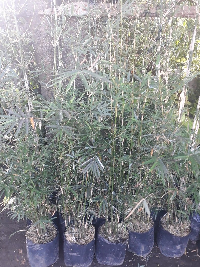 Thailand bamboo and chinese bamboo, Announcements on Carousell