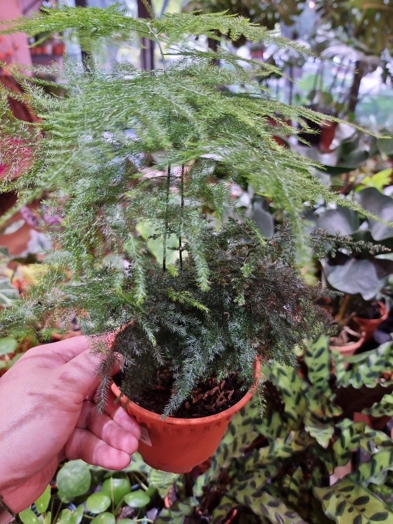 Asparagus Setaceus Dwarf [REAL PLANT] supportlocal, Furniture & Home