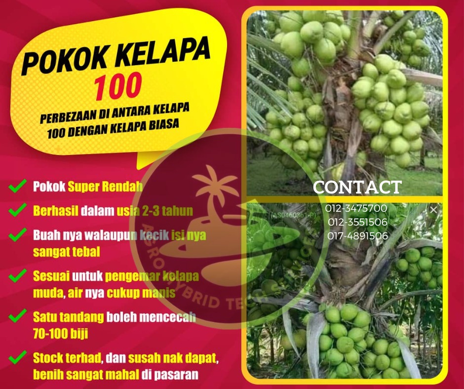 Benih Pokok Kelapa 100, Food & Drinks, Fresh Produce on Carousell