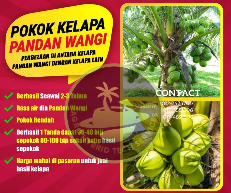 Benih Pokok Kelapa Pandan Wanga, Food & Drinks, Fresh Produce on Carousell