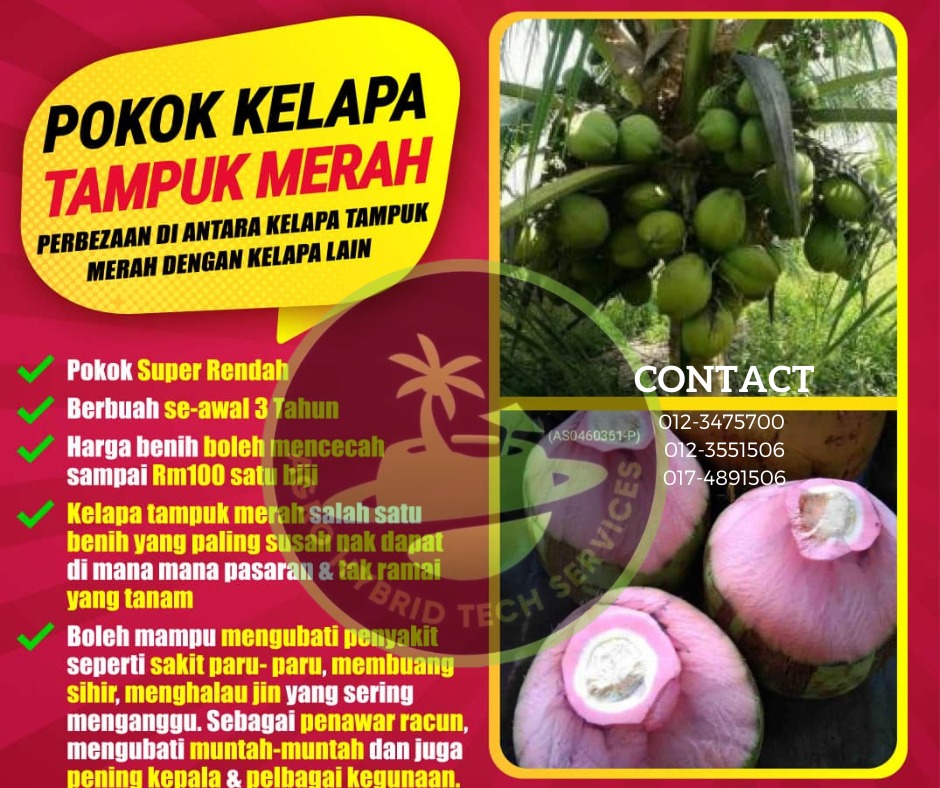 Benih Pokok Kelapa Tampuk Merah, Food & Drinks, Fresh Produce on Carousell