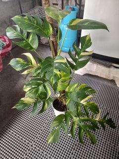 Epipremium pinnatum yellow flame