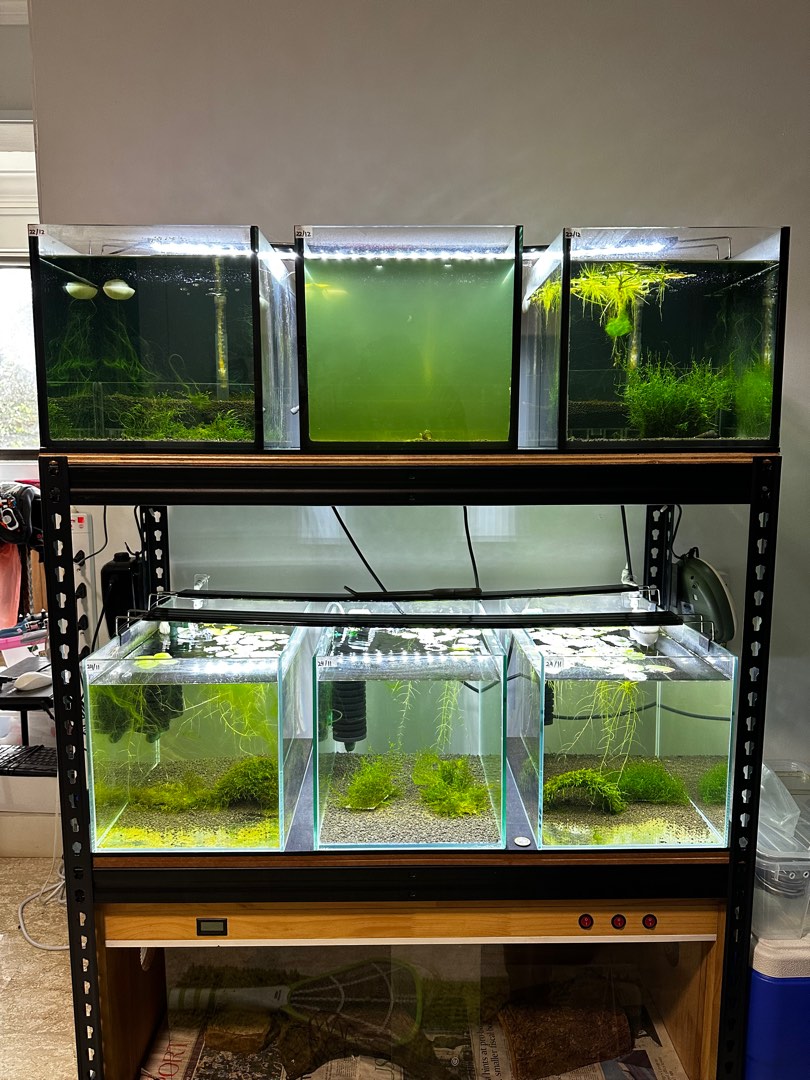 Fish Tank and Rack Set, Pet Supplies, Homes & Other Pet Accessories on  Carousell