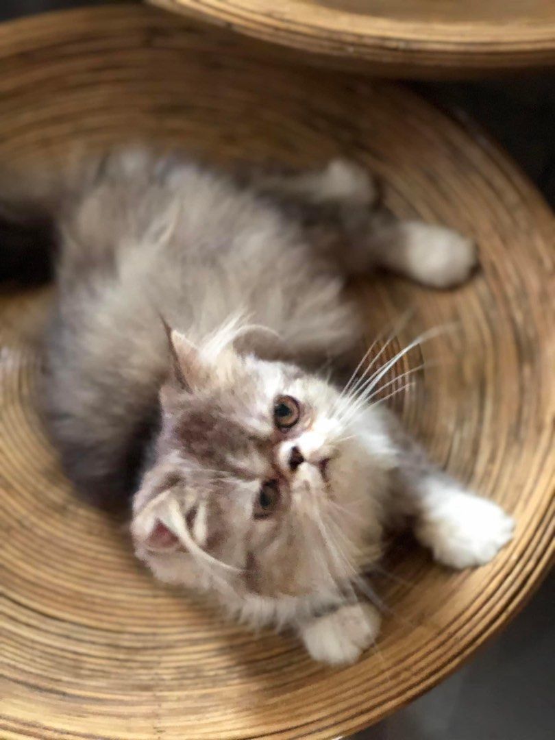 Flatface kucing (Category: Homes & Other Pet Accessories) located in Melaka Tengah. Submitted by sh17089 (Listing ID 1219811020, Image 2). Description: Female flatface kitten to letgo 4 bulan Sihat manja aktif Boleh dm for detail Area melaka https://wa.me/60162332430.
