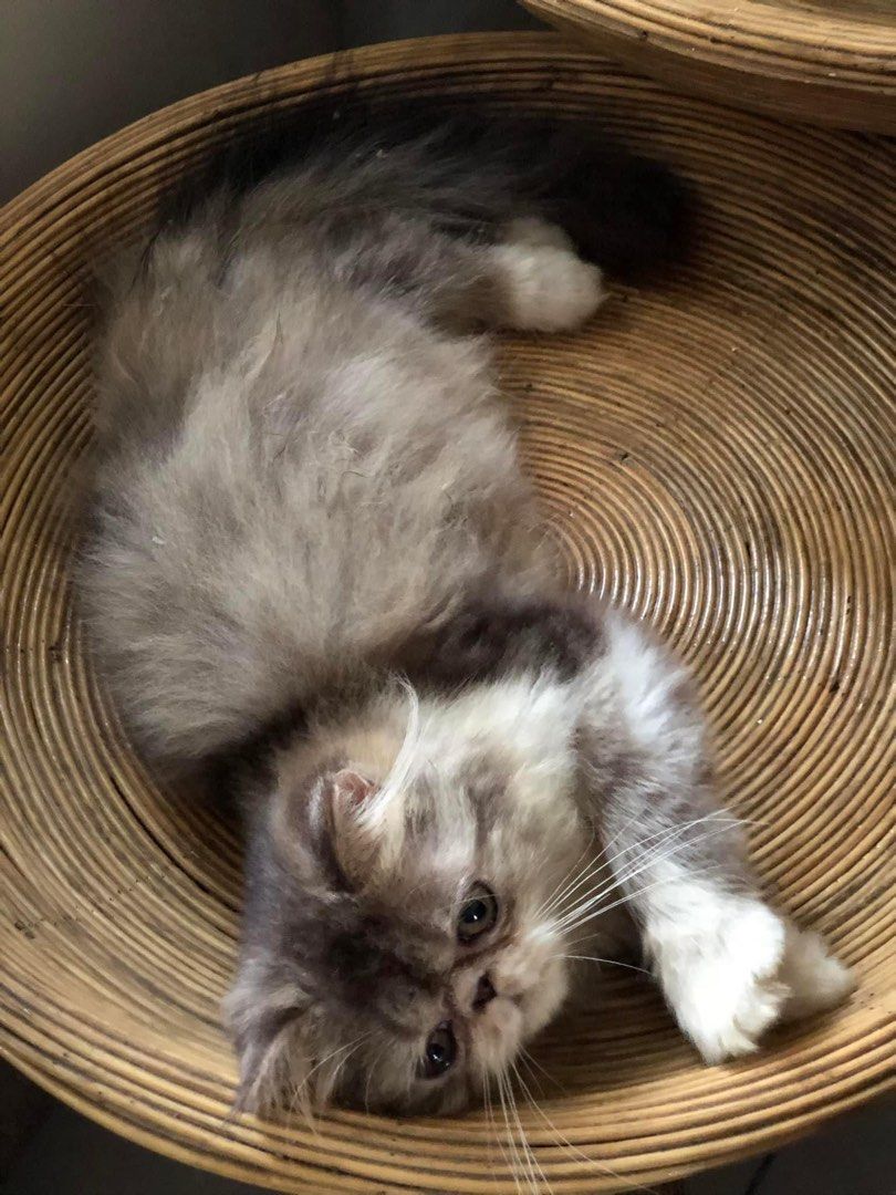 Flatface kucing (Category: Homes & Other Pet Accessories) located in Melaka Tengah. Submitted by sh17089 (Listing ID 1219811020, Image 3). Description: Female flatface kitten to letgo 4 bulan Sihat manja aktif Boleh dm for detail Area melaka https://wa.me/60162332430.
